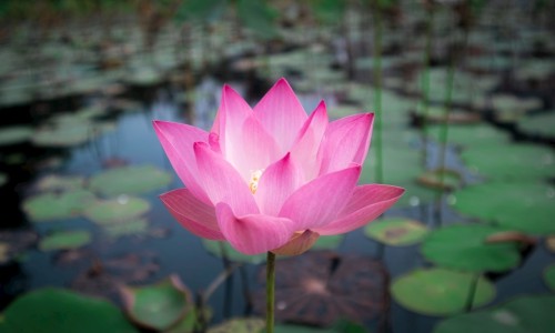 莲花竹子的功效与作用网 :分享莲花竹的寓意和象征风水-莲花竹的寓意和象征风水知识