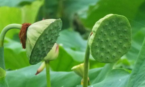 莲花竹的功效和作用-莲花竹子的功效与作用网 :分享莲花竹的寓意和象征风水-莲花竹的寓意和象征风水知识
